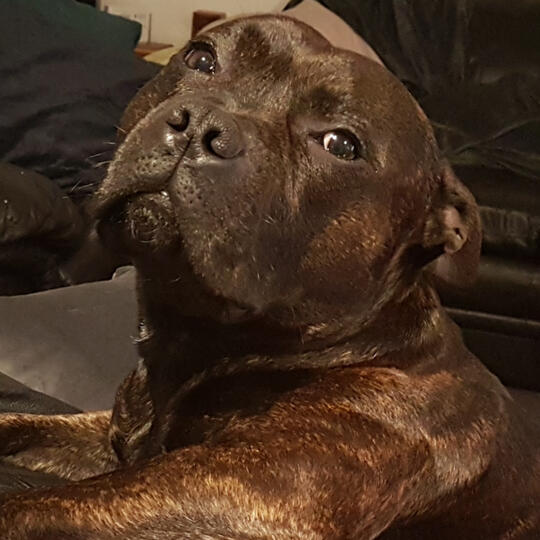 My Gem - The Best Boy